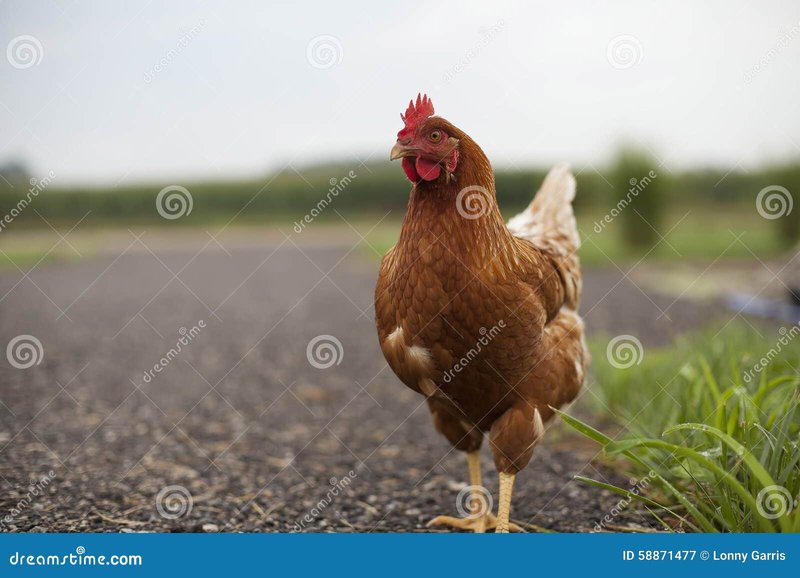 El Juego de Aventuras de La Carretera de la Gallina en España in Spain