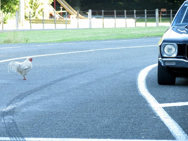 Cel mai bun chicken road romania în Romania